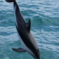 Dusky Dolphin sprang mir direkt vor die Linse (zu nahh!!)