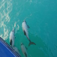 Hector Delphine schwimmen mit dem Boot um die Wette