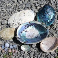 Paua Shells