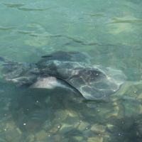 Rochen bei der Elaine Bay