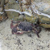 Krebs an der Whites Bay