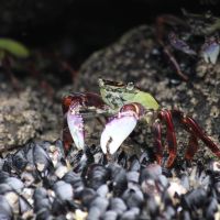 Krebse am Bethells Beach