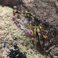 Krebs am Bethells Beach