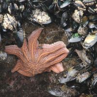 Seestern am Bethells Beach