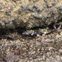 Krebse am Bethells Beach