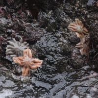 Seesterne am Bethells Beach
