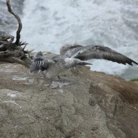 Flugversuche in der Tölpelkolonie am Muriwai Beach