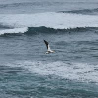 Tölpel am Muriwai Beach