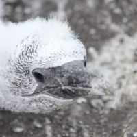 Junger Tölpel am Muriwai Beach