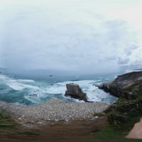 Tölpelkolonie am Muriwai Beach