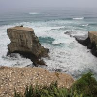 Tölpelkolonie am Muriwai Beach