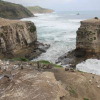 Tölpelkolonie am Muriwai Beach
