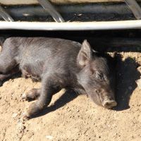 Happy relaxing at Stu's Pic Sanctuary