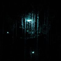 Glowworms in den Abbey Caves