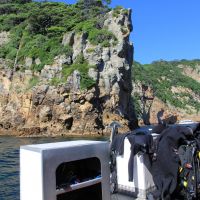 Tauchen an den Poor Knights Islands