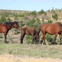 wilde Pferde im Hinterland des Ninety Mile Beachs
