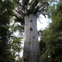 Tane Mahuta (der größte lebende Kauri Baum Neuseelands)