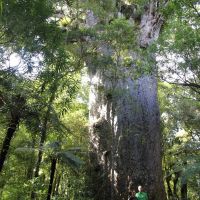der siebt größte Kauri Baum Neuseelands