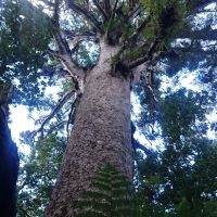 Kauri