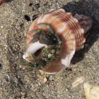 Einsiedlerkrebs auf Waiheke Island