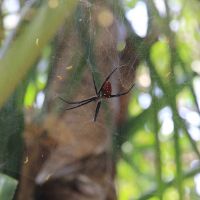 Ausflug durchs Dickicht, Lifou