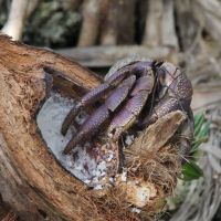 Coconut Crab, Lifou