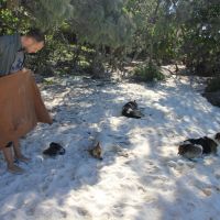 Von Hunden vertrieben, Lifou
