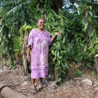 Vanillepflanzen, Lifou