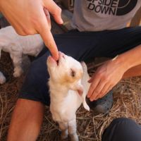 Ziegenbaby, Grande Terre