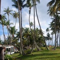 Suchbild: Wer hat den denn auf die Palme gebracht?