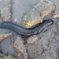 Seegurke, Grande Terre