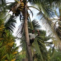 Kokosnusspalmen Kletterer