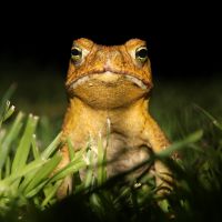 Viele Frösche gab es da