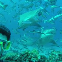 Tauchen mit Bullenhaien