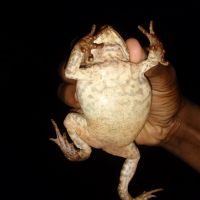 der vollgespuckte Frosch